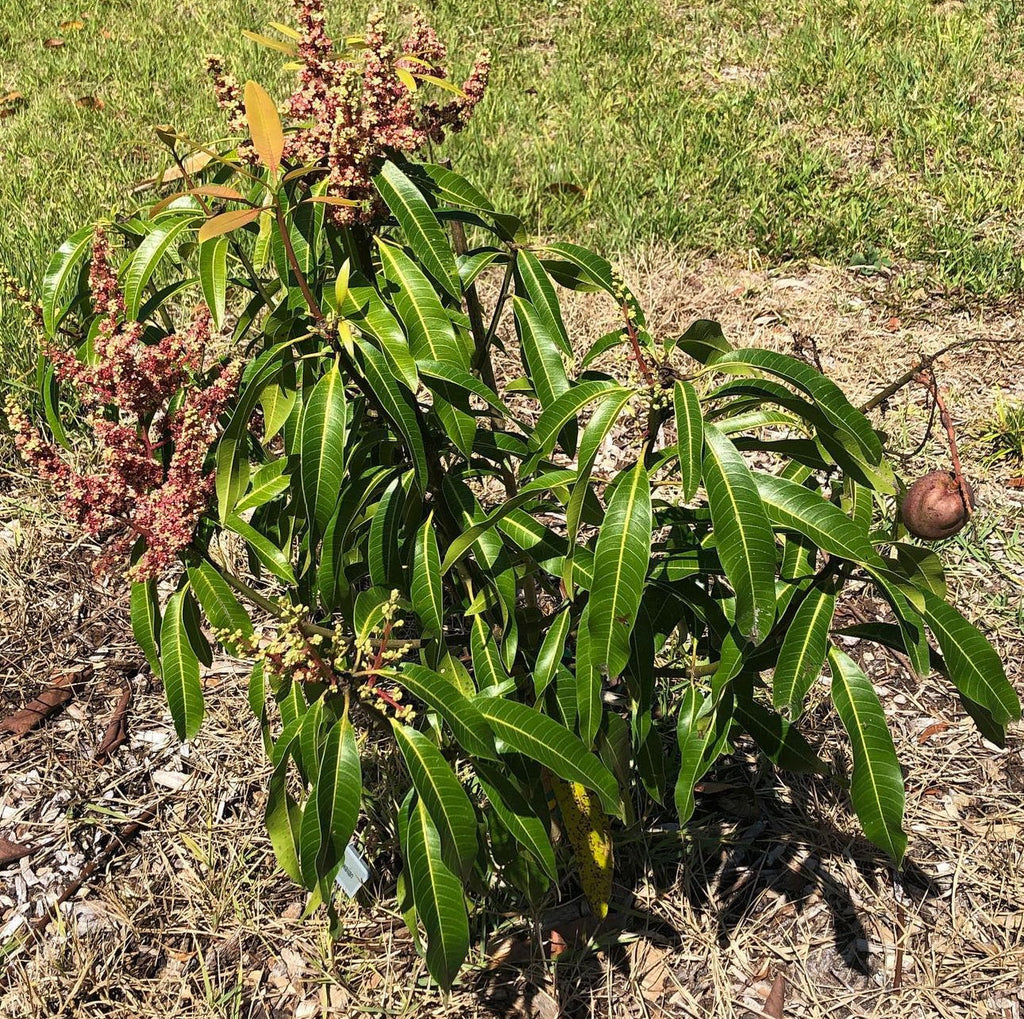 Dwarf Haden Mango Fruit Tree