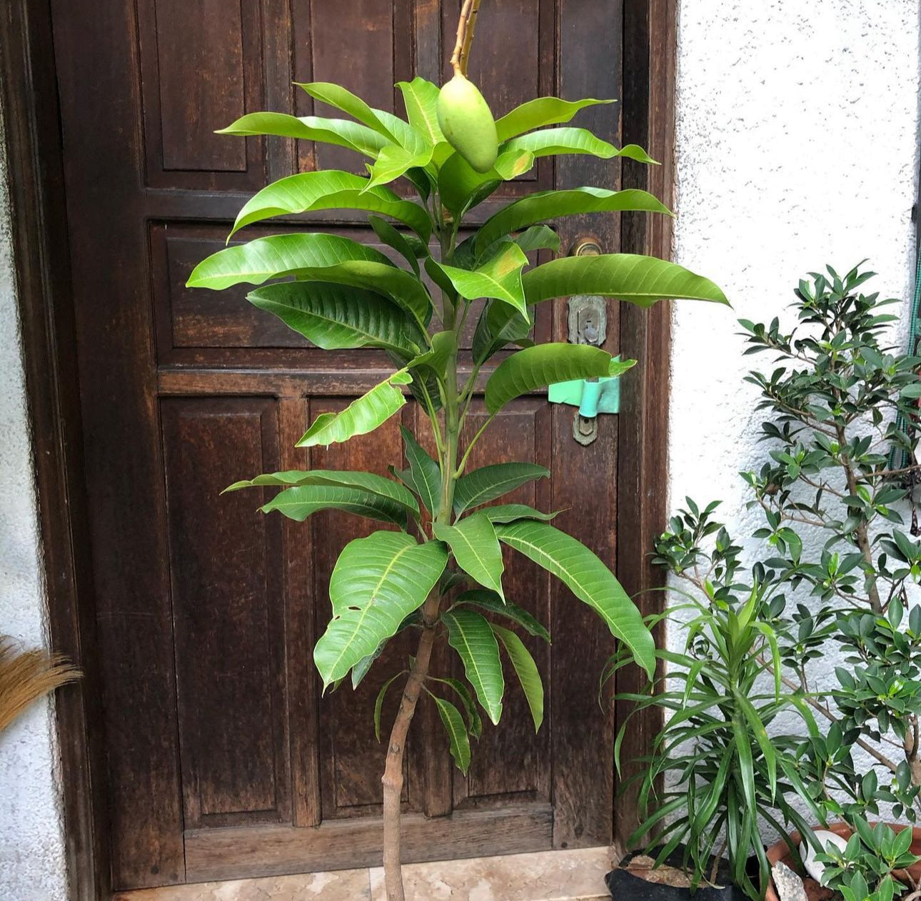 Dwarf Haden Mango Fruit Tree
