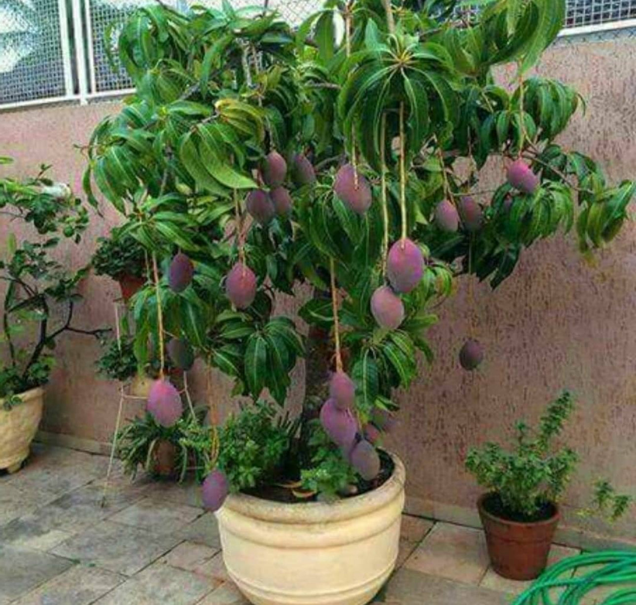 Dwarf Haden Mango Fruit Tree