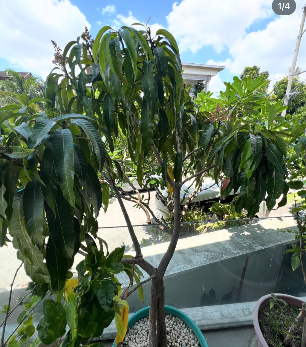 Dwarf Haden Mango Fruit Tree