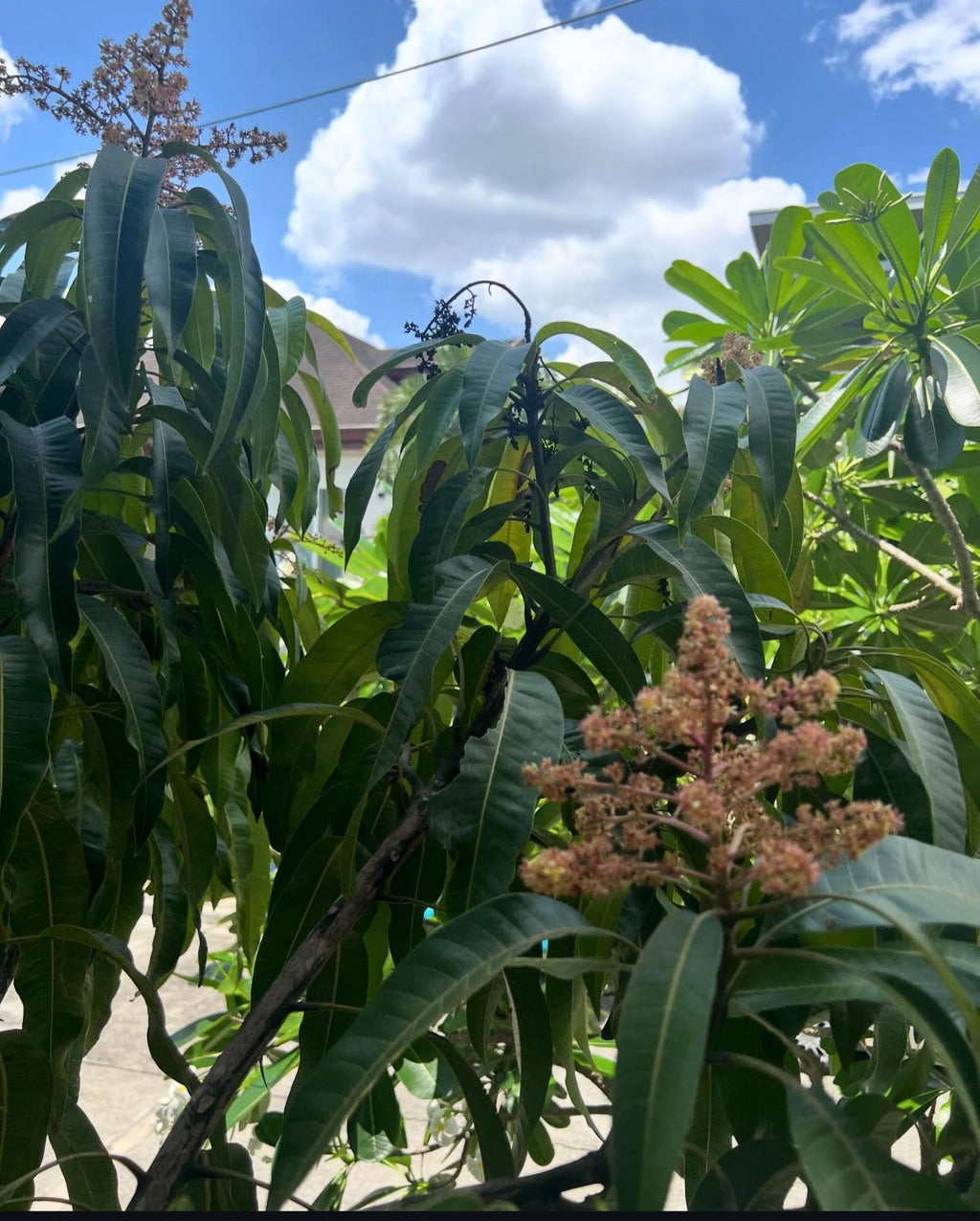 Dwarf Haden Mango Fruit Tree