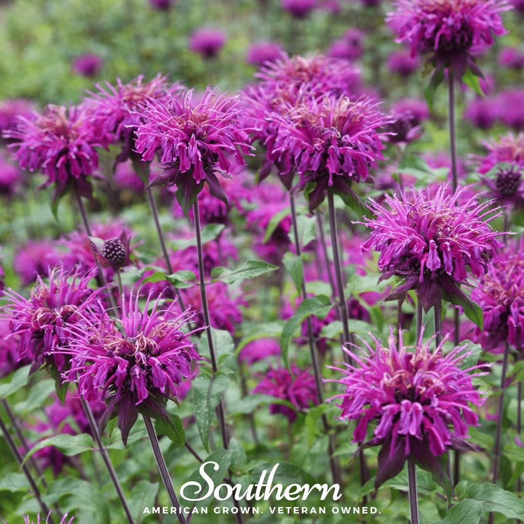 Purple Bee Balm – 50 Seeds