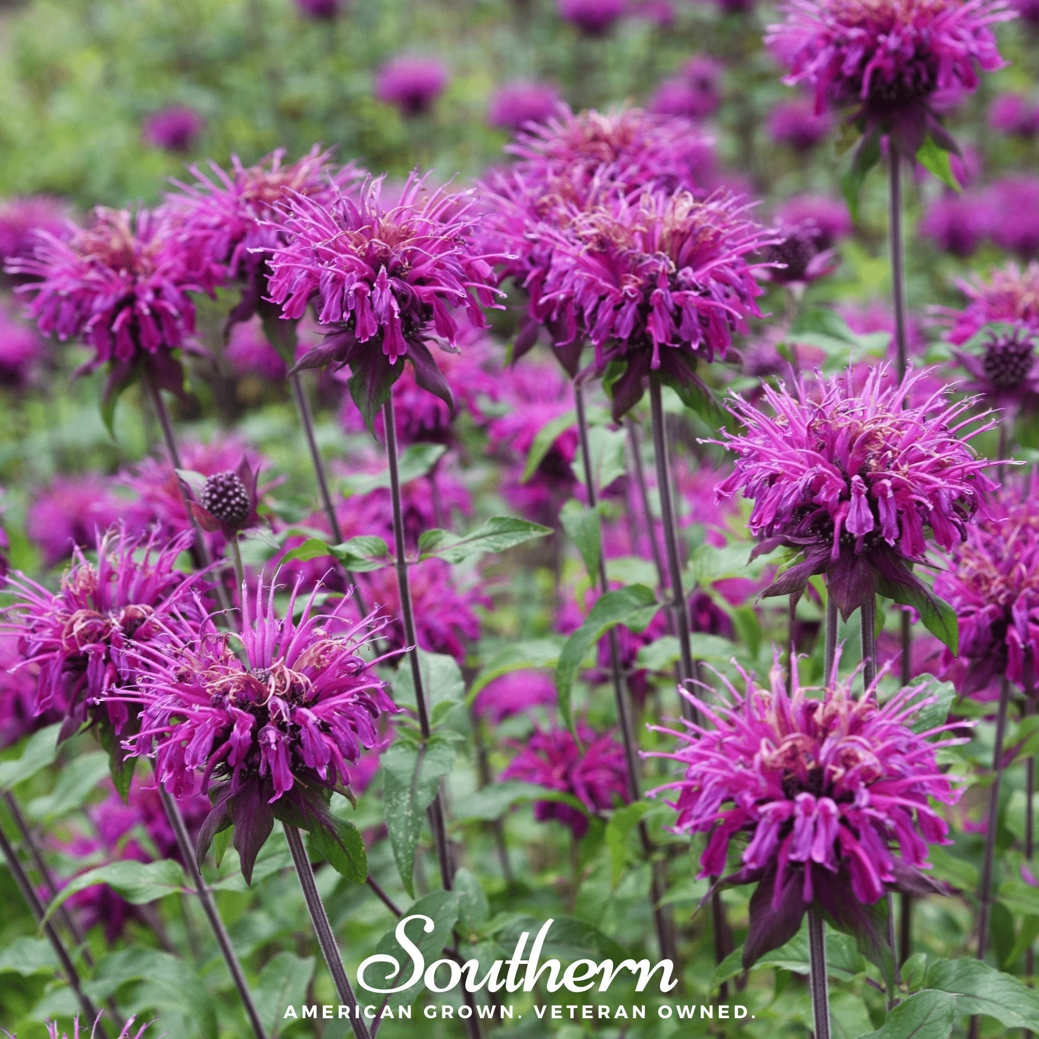 Purple Bee Balm – 50 Seeds