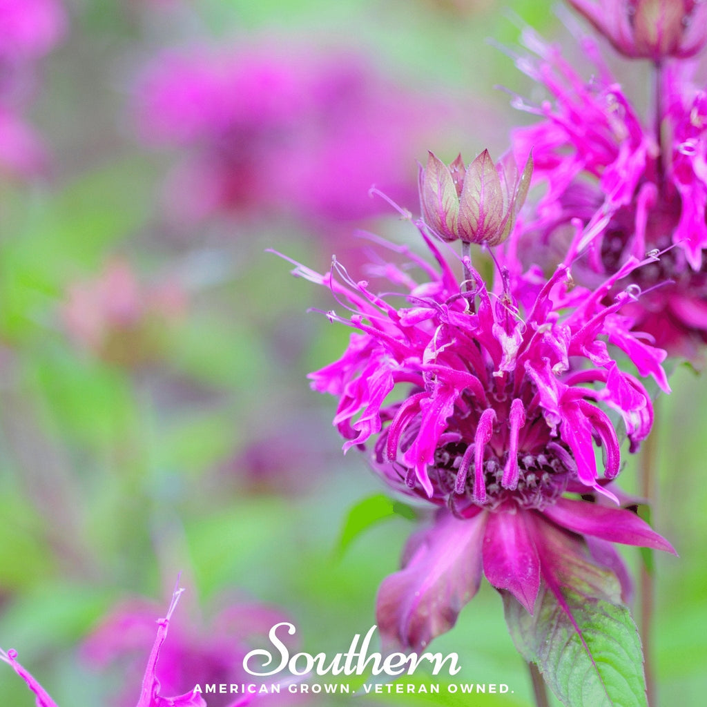 Purple Bee Balm – 50 Seeds