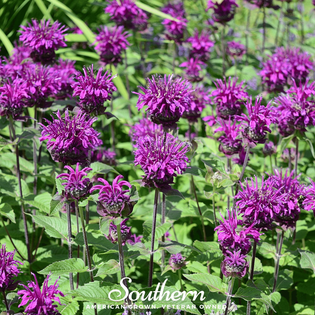 Purple Bee Balm – 50 Seeds