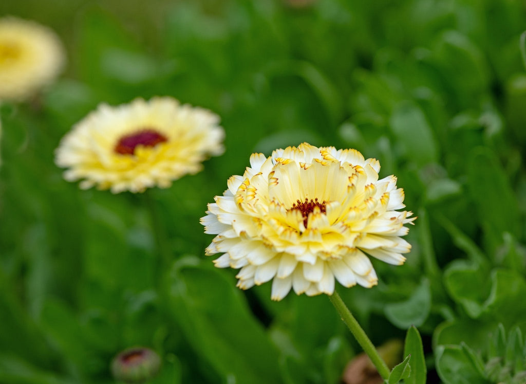 Ivory Princess Calendula – 50 Seeds