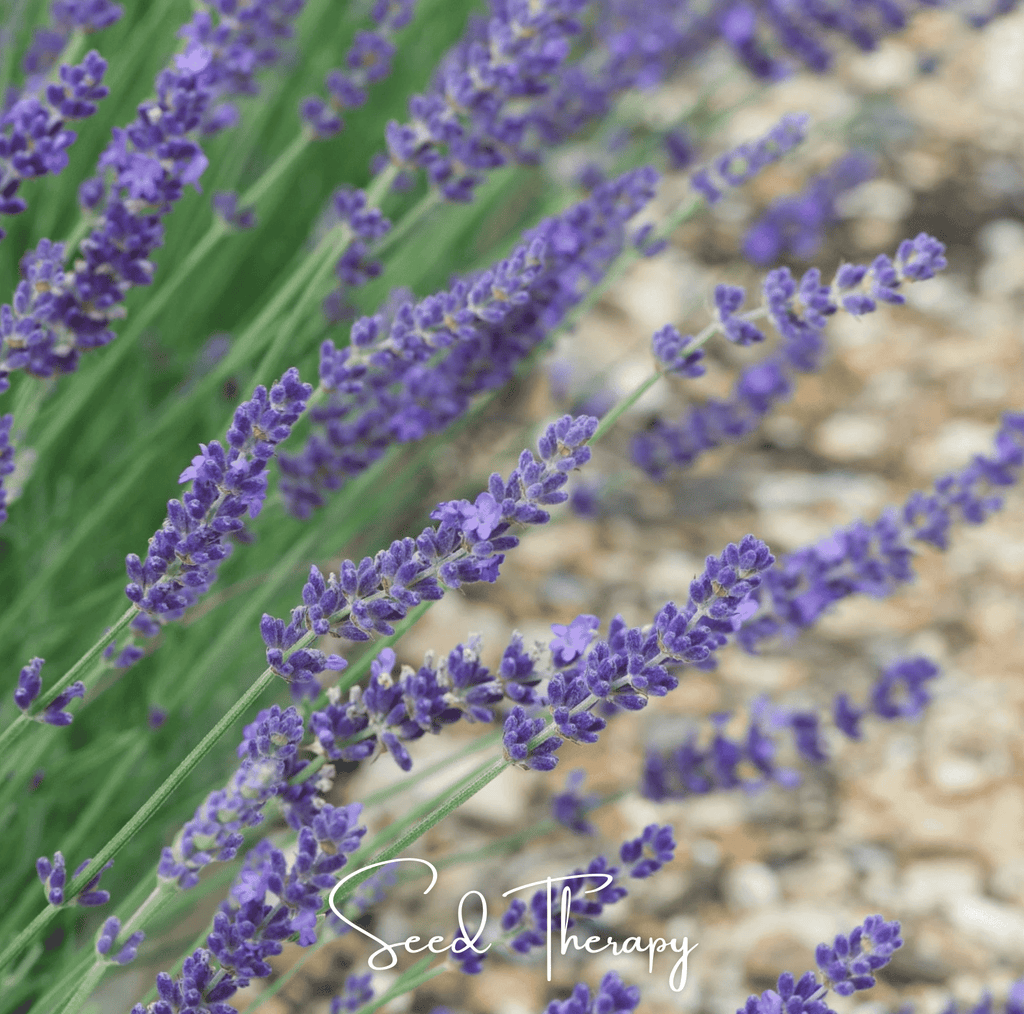 English Lavender – 100 Seeds